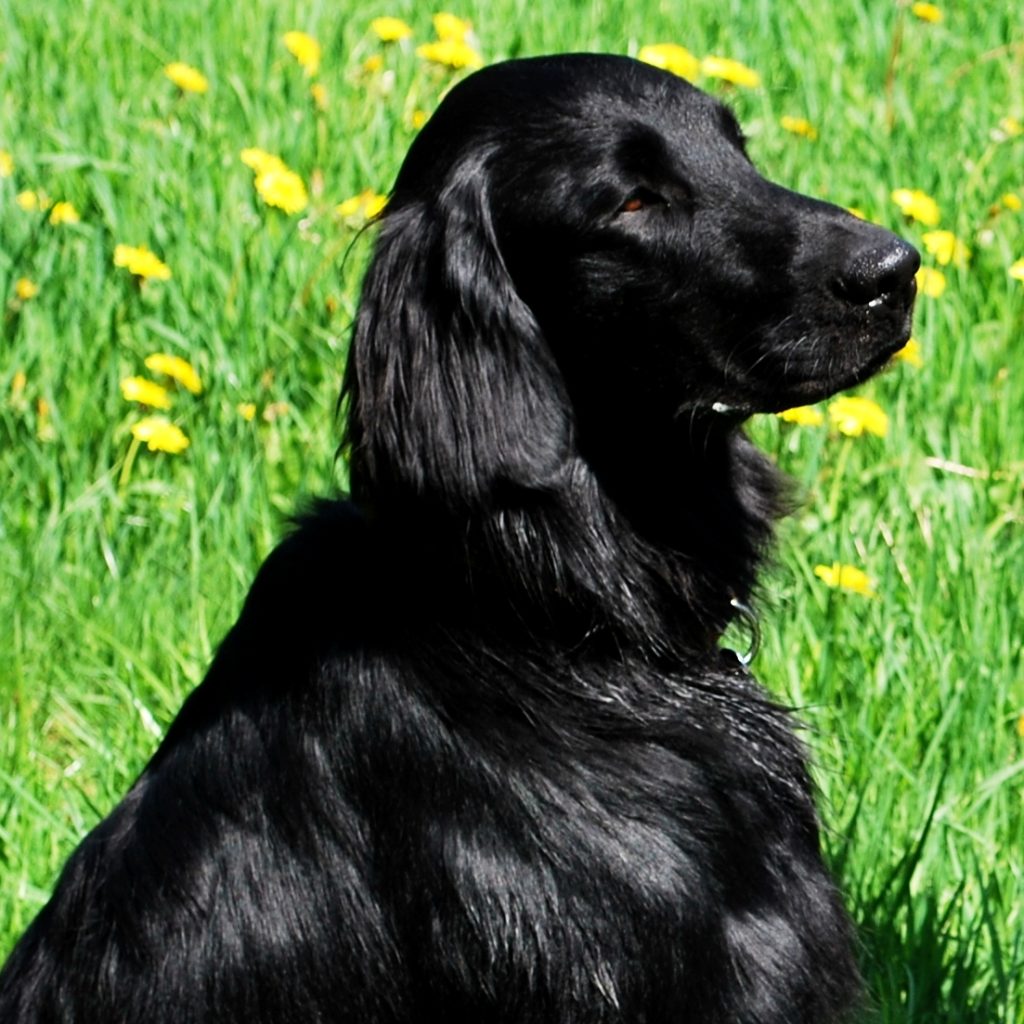 Hund