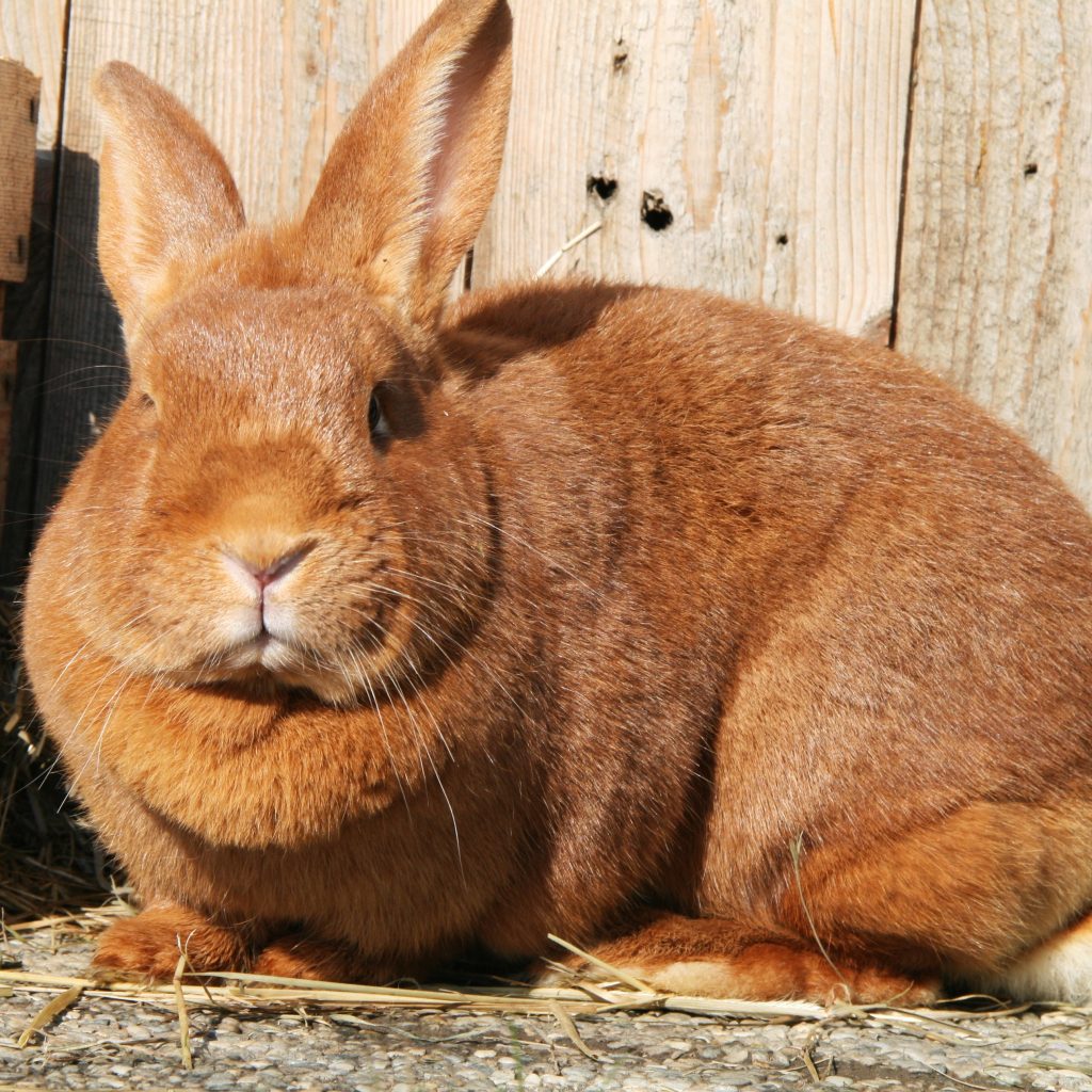 Kaninchen