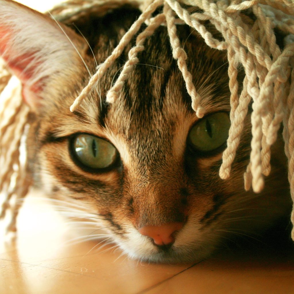 Katze