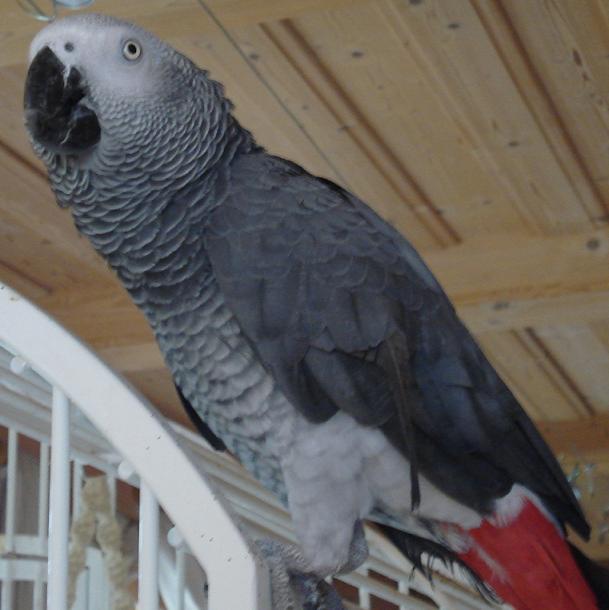 Papagei